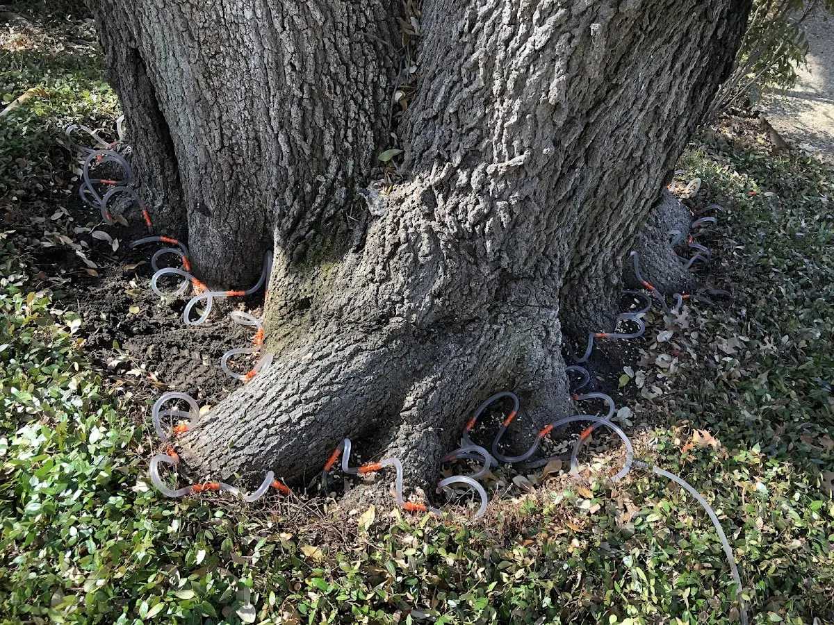 Detailed Tree Cabling and Bracing job site in Rembrandt