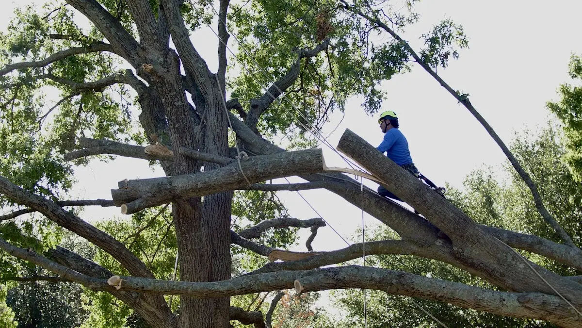 Professional Crown Thinning performed by certified arborists in Rembrandt
