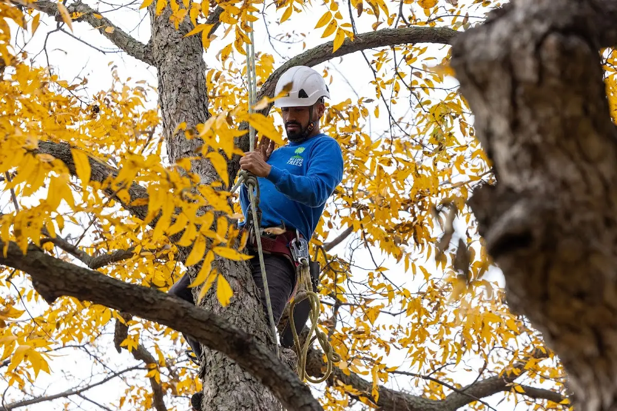 Skilled Tree Pruning crew working in Rembrandt