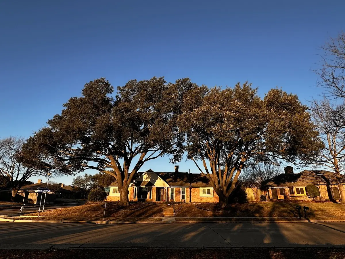 Established residential canopy tree shading a home in Rembrandt
