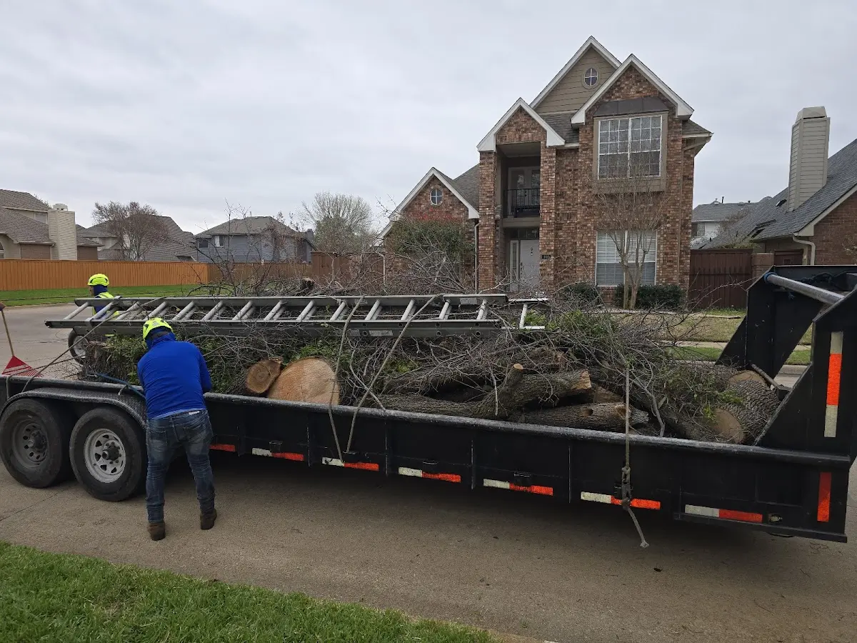 Expert Tree Removal with proper safety equipment in Rembrandt